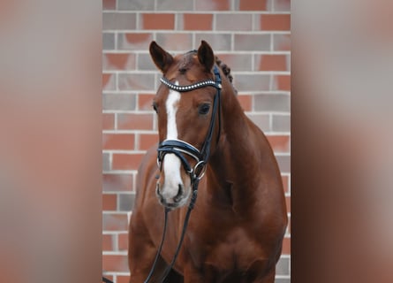 Poni alemán, Caballo castrado, 4 años, 150 cm