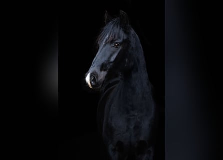 Poni alemán, Caballo castrado, 4 años, 150 cm, Negro