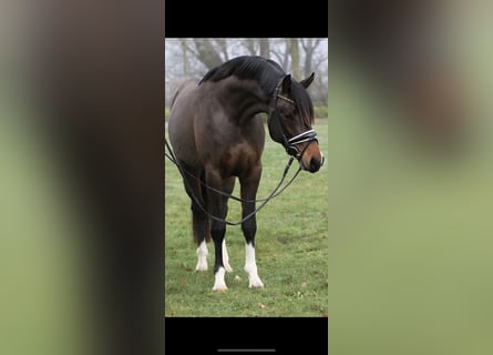Poni alemán, Caballo castrado, 4 años, 152 cm