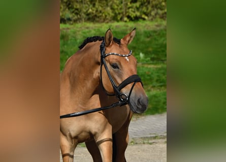 Poni alemán, Caballo castrado, 4 años, 155 cm, Bayo