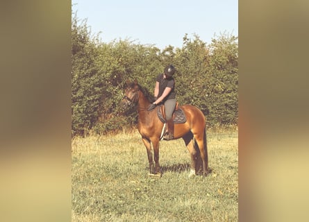 Poni alemán, Caballo castrado, 4 años, 158 cm, Castaño