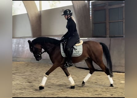 Poni alemán, Caballo castrado, 4 años, Castaño