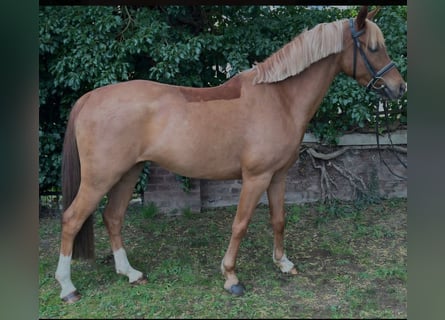 Poni alemán, Caballo castrado, 5 años, 143 cm, Alazán