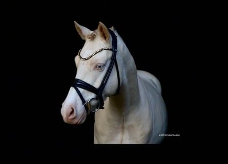 Poni alemán, Caballo castrado, 5 años, 143 cm, Cremello