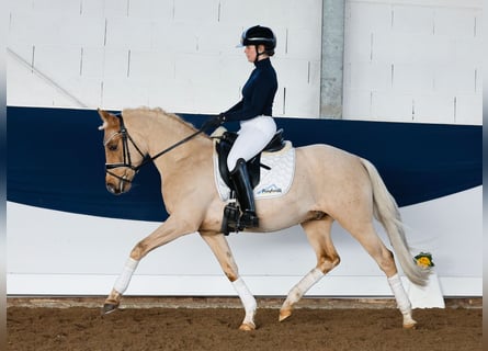 Poni alemán, Caballo castrado, 5 años, 144 cm, Palomino