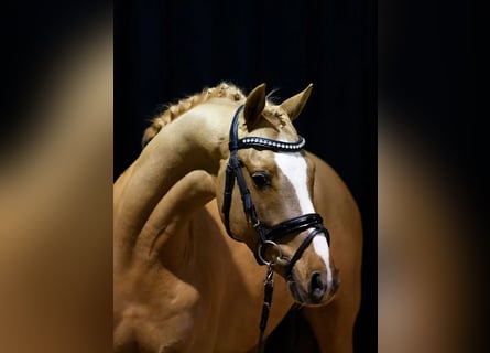 Poni alemán, Caballo castrado, 5 años, 145 cm, Alazán