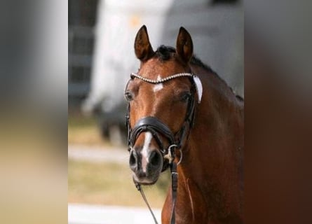 Poni alemán, Caballo castrado, 5 años, 145 cm