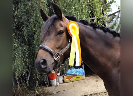 Poni alemán, Caballo castrado, 5 años, 145 cm, Castaño