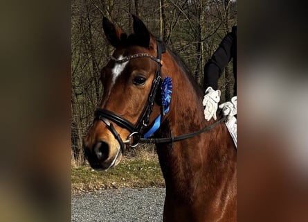 Poni alemán, Caballo castrado, 5 años, 145 cm, Castaño