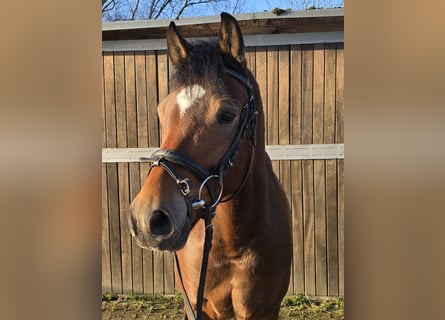 Poni alemán, Caballo castrado, 5 años, 145 cm, Castaño