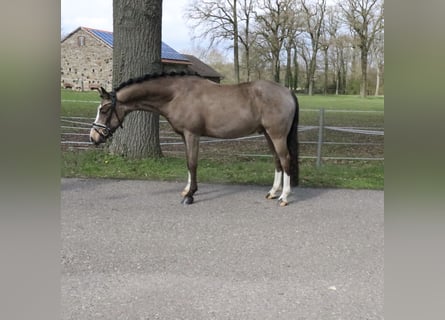 Poni alemán, Caballo castrado, 5 años, 145 cm