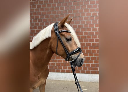 Poni alemán, Caballo castrado, 5 años, 146 cm, Alazán