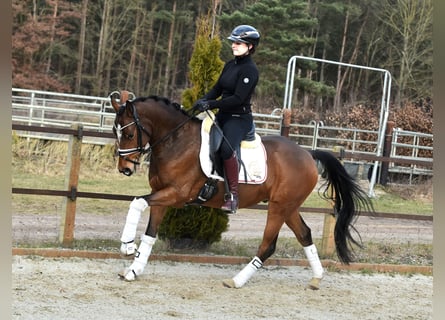 Poni alemán, Caballo castrado, 5 años, 146 cm, Castaño