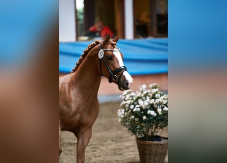 Poni alemán, Caballo castrado, 5 años, 147 cm, Alazán