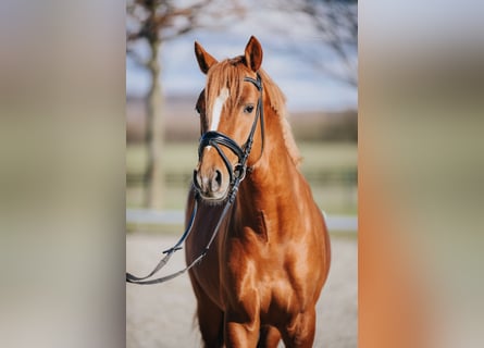 Poni alemán, Caballo castrado, 5 años, 147 cm, Alazán