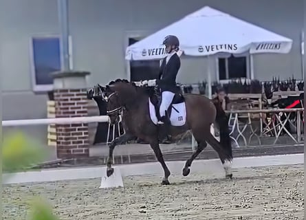 Poni alemán, Caballo castrado, 5 años, 147 cm, Alazán-tostado