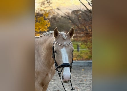 Poni alemán, Caballo castrado, 5 años, 147 cm, Palomino