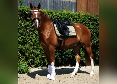 Poni alemán, Caballo castrado, 5 años, 148 cm, Alazán