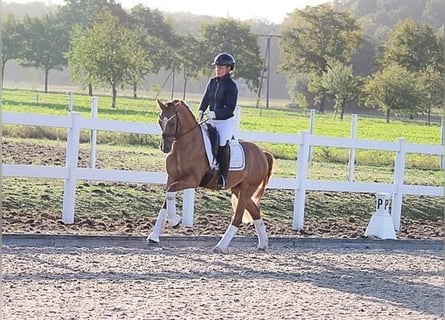 Poni alemán, Caballo castrado, 5 años, 148 cm, Bayo