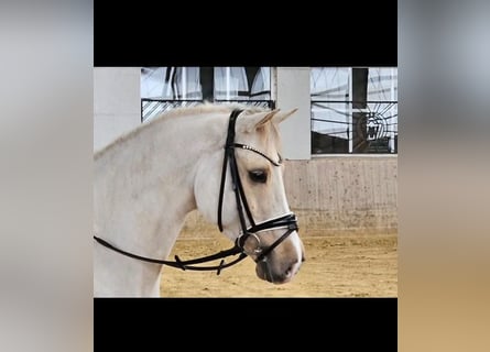 Poni alemán, Caballo castrado, 5 años, 148 cm