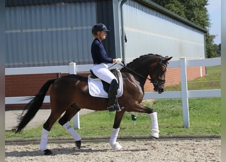 Poni alemán, Caballo castrado, 5 años, 148 cm, Castaño oscuro