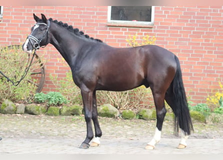 Poni alemán, Caballo castrado, 5 años, 148 cm, Negro