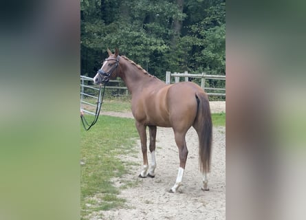 Poni alemán, Caballo castrado, 5 años, 150 cm, Alazán-tostado