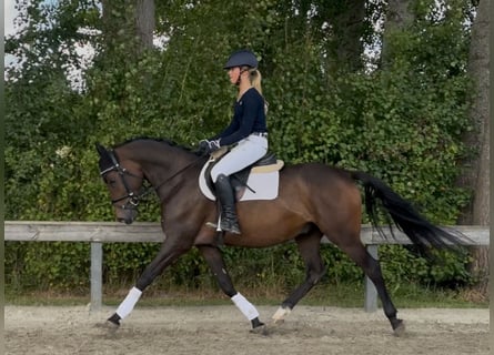 Poni alemán, Caballo castrado, 5 años, 151 cm, Castaño