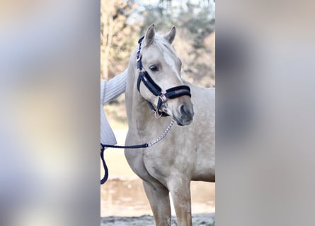 Poni alemán, Caballo castrado, 5 años, 153 cm, Palomino