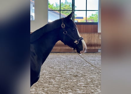 Poni alemán, Caballo castrado, 5 años, 155 cm, Negro