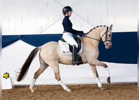 Poni alemán, Caballo castrado, 5 años, Bayo