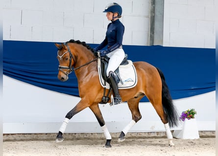 Poni alemán, Caballo castrado, 6 años, 135 cm, Castaño