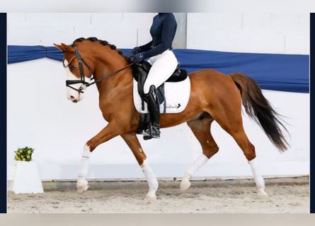 Poni alemán, Caballo castrado, 6 años, 142 cm, Alazán-tostado