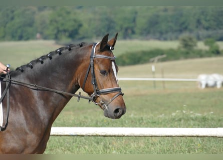 Poni alemán, Caballo castrado, 6 años, 145 cm, Castaño oscuro