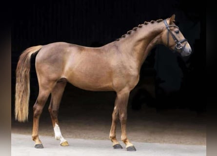 Poni alemán, Caballo castrado, 6 años, 146 cm, Alazán