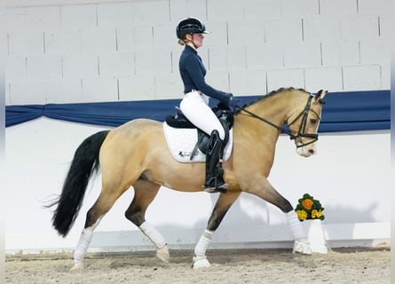 Poni alemán, Caballo castrado, 6 años, 146 cm, Bayo