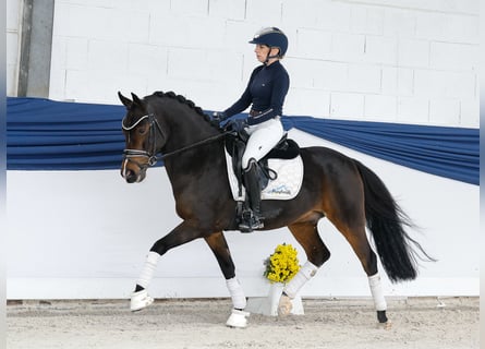 Poni alemán, Caballo castrado, 6 años, 146 cm, Castaño oscuro
