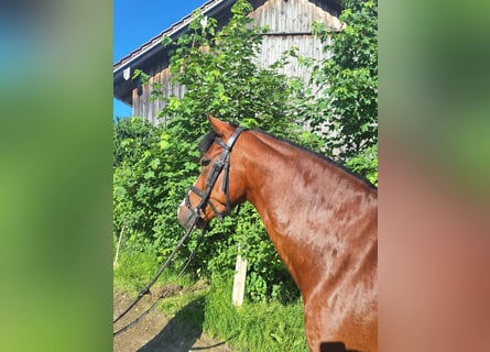 Poni alemán, Caballo castrado, 6 años, 147 cm