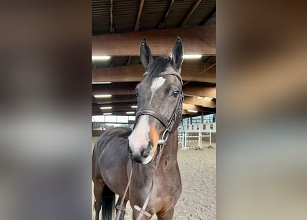 Poni alemán, Caballo castrado, 6 años, 147 cm, Castaño