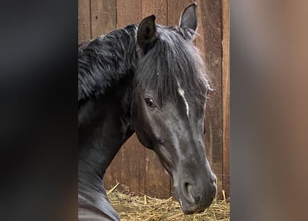 Poni alemán, Caballo castrado, 6 años, 147 cm, Negro