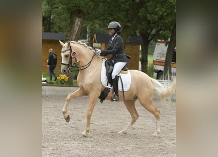 Poni alemán, Caballo castrado, 6 años, 147 cm, Palomino
