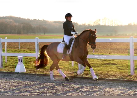 Poni alemán, Caballo castrado, 6 años, 148 cm, Alazán