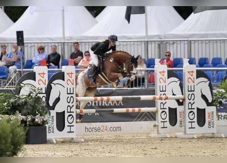 Poni alemán, Caballo castrado, 6 años, 148 cm, Alazán