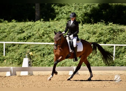 Poni alemán, Caballo castrado, 6 años, 150 cm, Castaño