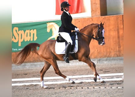 Poni alemán, Caballo castrado, 6 años, 152 cm, Alazán