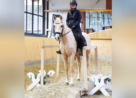 Poni alemán, Caballo castrado, 6 años, 153 cm