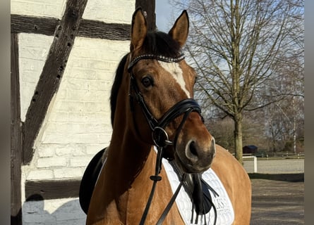 Poni alemán, Caballo castrado, 6 años, 154 cm, Castaño