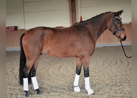 Poni alemán, Caballo castrado, 6 años, 155 cm, Castaño