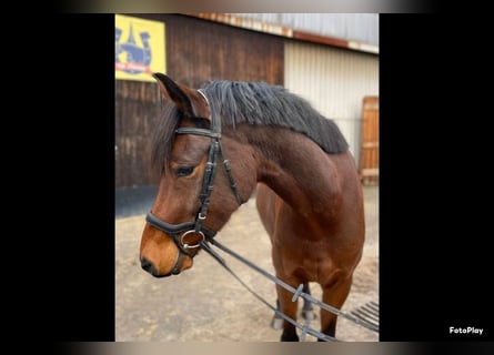 Poni alemán, Caballo castrado, 6 años, 155 cm, Castaño