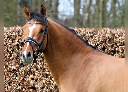 Poni alemán, Caballo castrado, 6 años, 157 cm, Bayo